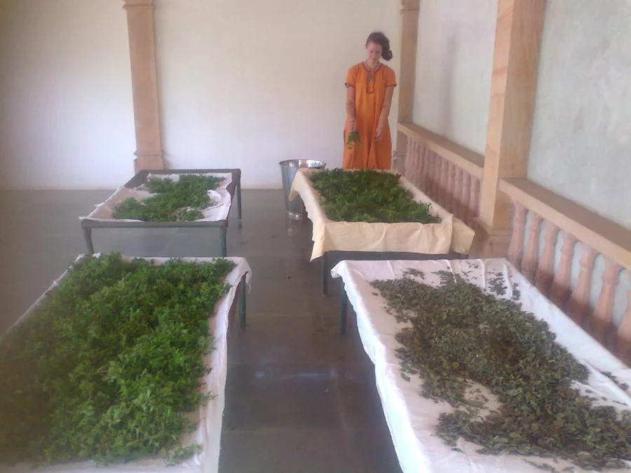 DRY HOT SUMMER PERFECT FOR MINT DRYING